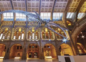 P16 17 blue whale hintze hall 4 credit trustees of nhm