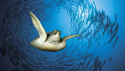 p12-13_turtle_gettyimages.png